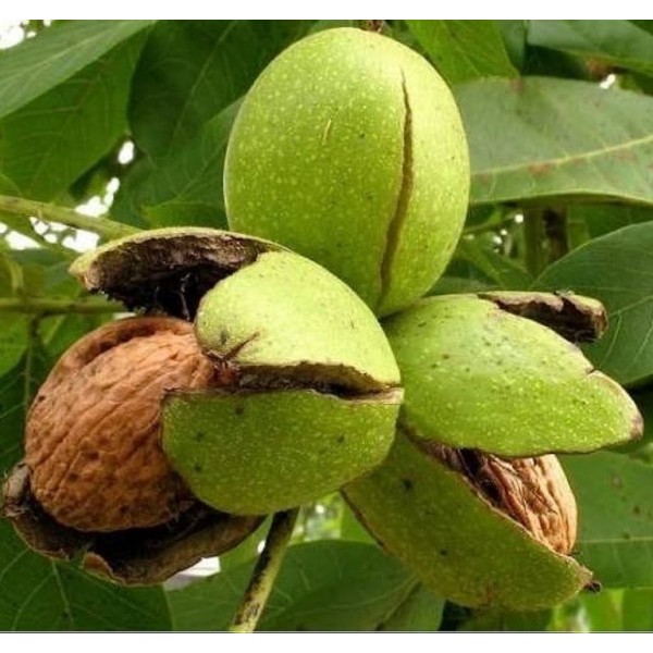 Walnut Plant - Akhrot, Juglans Nigra